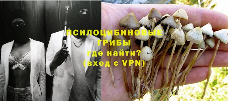 MEGA рабочий сайт  Новосиль  Галлюциногенные грибы MAGIC MUSHROOMS  купить  сайты 